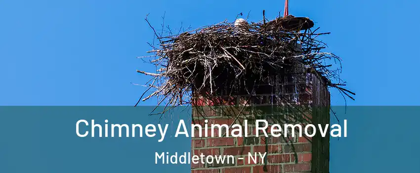 Chimney Animal Removal Middletown - NY