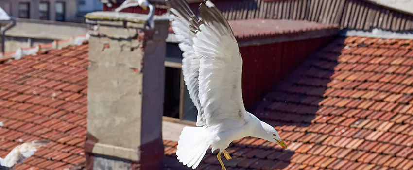 Residential Chimney Animal Removal Solution in Middletown, NY